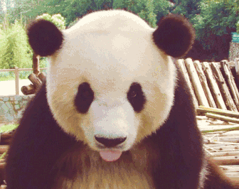 萌宠 熊猫 可爱