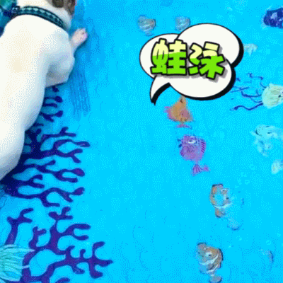 萌宠 狗狗 蛙泳 搞笑