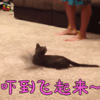萌宠 蜘蛛 吓到飞起来 soogif soogif出品