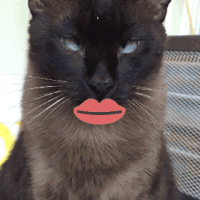 猫咪 可爱 萌宠 喵星人 猫