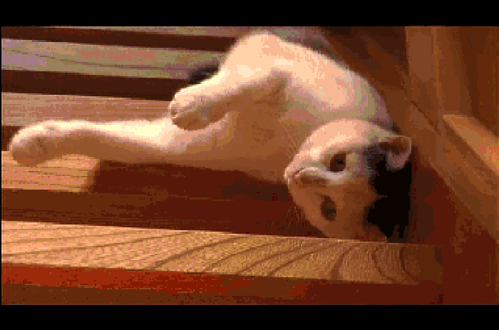 小猫 楼梯 动态 地板