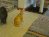 猫咪 可爱 萌宠 毛茸茸