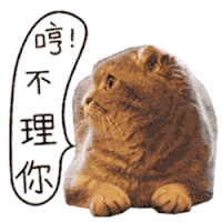 萌宠 生气 扭头 哼不理你