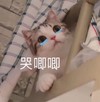 萌宠 猫星人 哭唧唧 可怜 呆萌 可爱