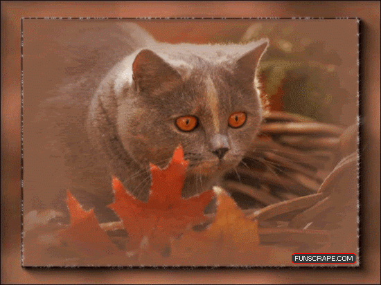 秋天 季节 猫 瞪眼