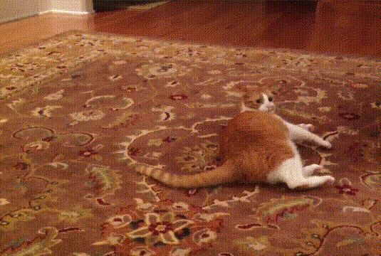 猫咪 可爱 萌宠 搞笑  躺着