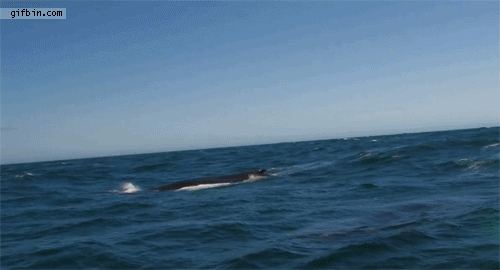 鲸鱼    海洋 动物 翻滚