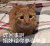 萌宠 喵星人 咋回事啊 说来我听听 呆萌 可爱