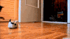 老鼠 宠物 吓死 艾玛 搞笑 萌 gif