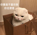 猫咪 你要是不喜欢我 你走便是 不开心 讯飞