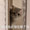 萌宠 喵星人 知道自己错在哪了吗 自己反思 严肃 认真