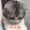 萌宠 猫咪 猫 喵星人 对不起
