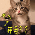 喵星人 发生了什么 懵