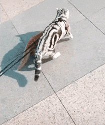萌宠 猫星人 搞怪 逗 动图