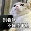 萌宠 猫星人 别看我 不是我干的 可爱 搞怪