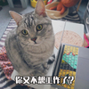 萌宠 喵星人 你又不想工作了 偷懒 凝视你 搞怪 逗