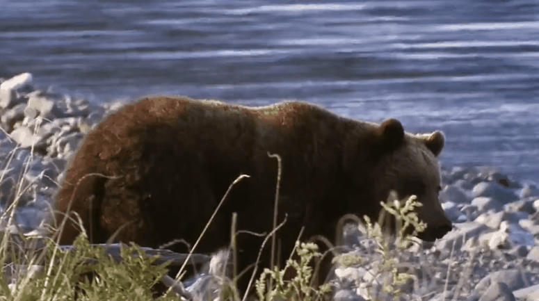 动物 湖边 熊 纪录片 美丽的贝加尔湖 风景