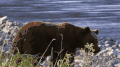 动物 湖边 熊 纪录片 美丽的贝加尔湖 风景