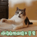 昨晚激动的睡不着觉 猫咪 表情 可爱