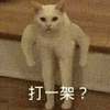 沙雕猫 猫咪 猫 可爱猫 猫表情包 猫咪表情包 小猫