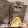 萌宠 猫星人 想吃但是没有钱 无奈 呆萌 可爱