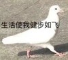 动物 鸽子 生活使我健步如飞 开心 搞怪 逗