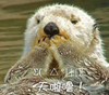 水獭 捂嘴 动物 天啦撸