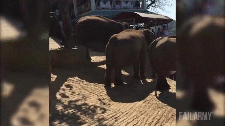 大象 elephant