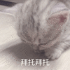 萌宠 猫 猫咪 喵星人 拜托