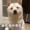 萌宠 汪星人 编吧 我听着呢 呆萌 可爱
