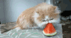 萌宠 猫咪 吃西瓜 可爱