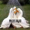 萌宠 小鸭子 报团流泪 哭了 搞怪 逗