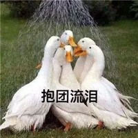萌宠 小鸭子 报团流泪 哭了 搞怪 逗