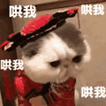 哄我 猫