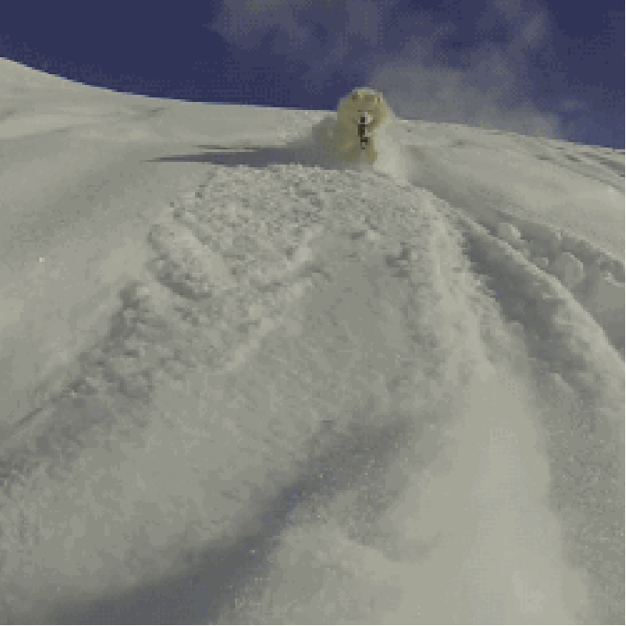 雪山 滑行 小狗 白色