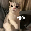 萌宠 猫星人 愣住 不敢动 呆萌 可爱