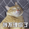 猫 萌宠 喵星人 哼不理你了 生气 soogif soogif出品