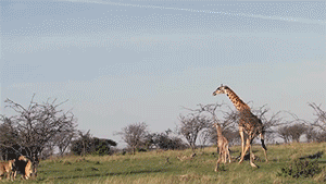 长颈鹿 草原 老虎 宝宝 跳跃 惊吓 giraffe
