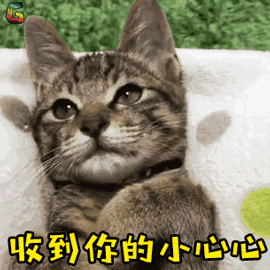 萌宠 猫 猫咪 撩 收到 小心心 soogif soogif出品