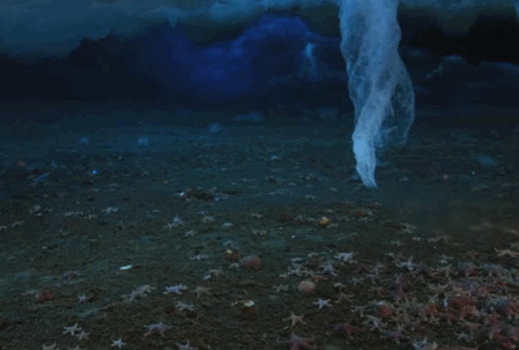 海底 海星 结冰 自然 冰柱  ice nature