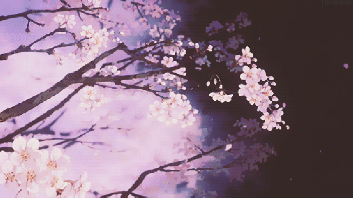 树枝 樱花 美景 二次元