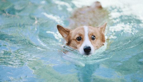 狗狗 游泳 可爱 呆萌