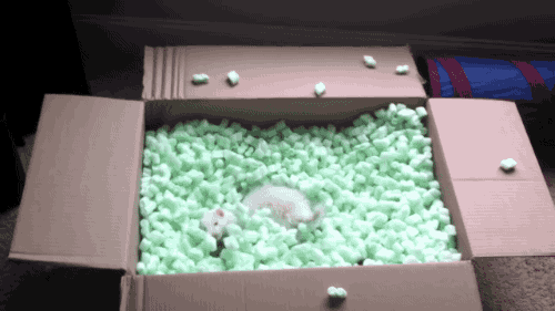 雪貂 ferret 可爱 箱子