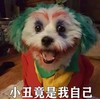 萌宠 汪星人 小丑竟是我自己 无语 呆萌 可爱