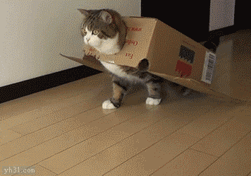 猫咪  盒子    搞笑  可笑