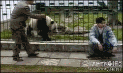 熊猫 国宝 愤怒 发火