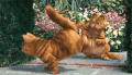 跳舞 加菲猫 可爱 搞笑