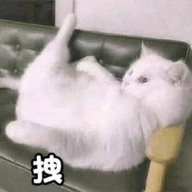 萌宠 猫咪 猫 喵星人 拽 搞怪