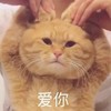 萌宠 猫星人 爱你 害羞 呆萌 可爱