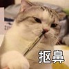 萌宠 喵星人 抠鼻 鼻子痒 呆萌 可爱